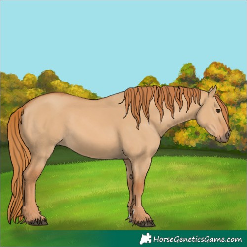 Horse Color:Red Dun 