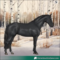 Horse Color:Black  and Black 