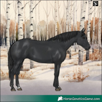 Horse Color:Black  and Black 