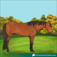 Horse Color:Bay 