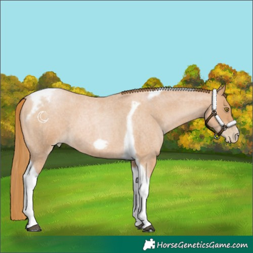 Horse Color:Red Roan Pearl Tobiano Frame 