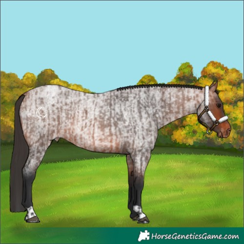 Horse Color:Bay Roan Appaloosa  and Bay Roan 