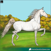 Horse Color:Perlino Near Leopard  and Perlino Dun Near Leopard 
