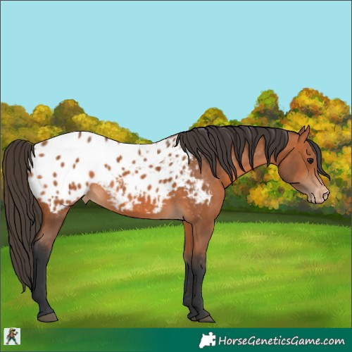 Horse Color:Bay Blanket 