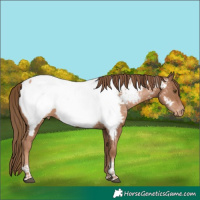 Horse Color:Liver Chestnut Pearl Tobiano Near Fewspot 