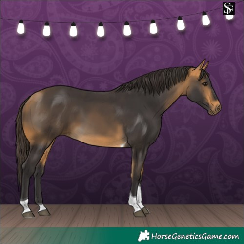 Horse Color:Buckskin Tobiano 