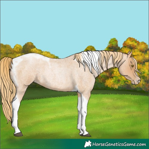 Horse Color:Red Roan Pearl Tobiano Frame 