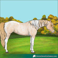 Horse Color:Red Roan Pearl Tobiano Frame 