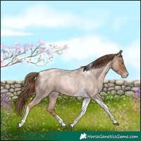 Horse Color:Liver Red Roan Pearl Tobiano Frame