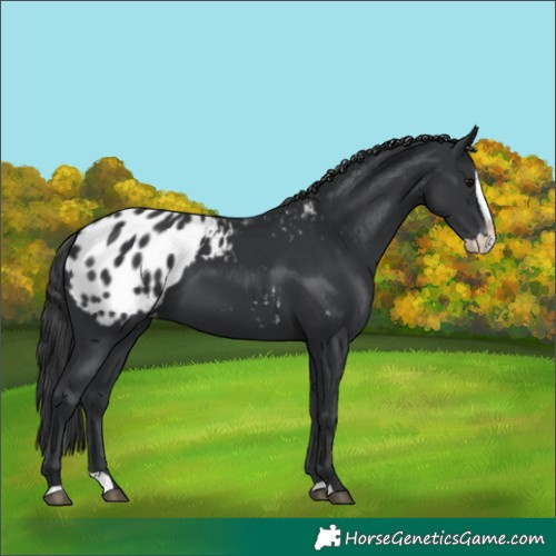 Horse Color:Black Splash Appaloosa 