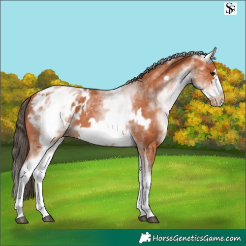 Horse Color:White Spotted Bay Frame Appaloosa 