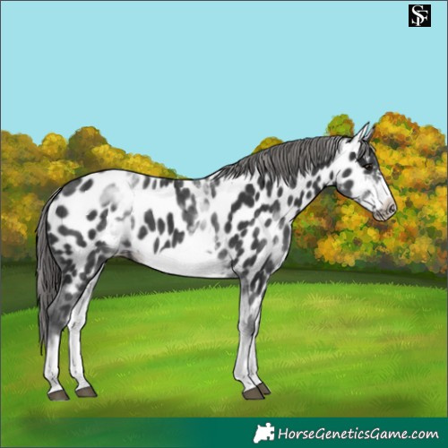 Horse Color:White Spotted Black Frame Near Leopard 