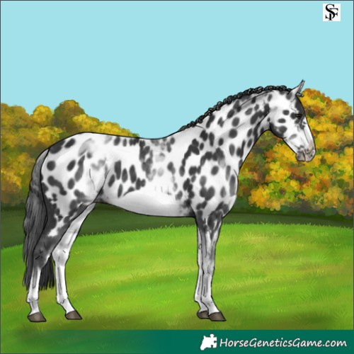 Horse Color:White Spotted Black Frame Appaloosa 