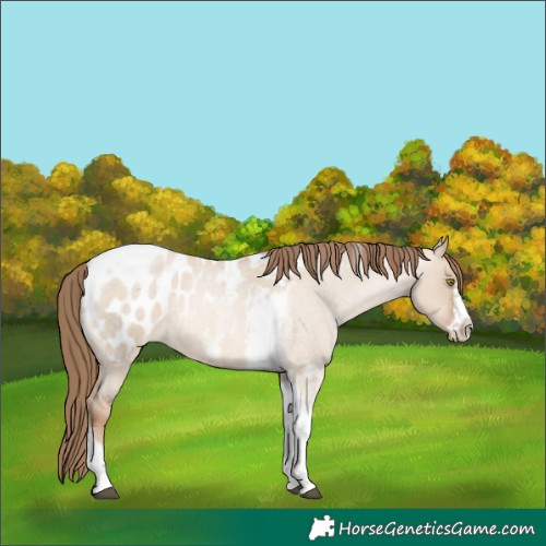 Horse Color:Liver Red Dun Roan Pearl Tobiano Frame Blanket