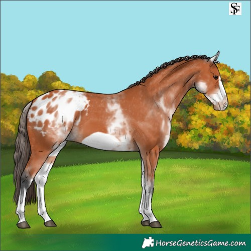 Horse Color:White Spotted Bay Frame Appaloosa 