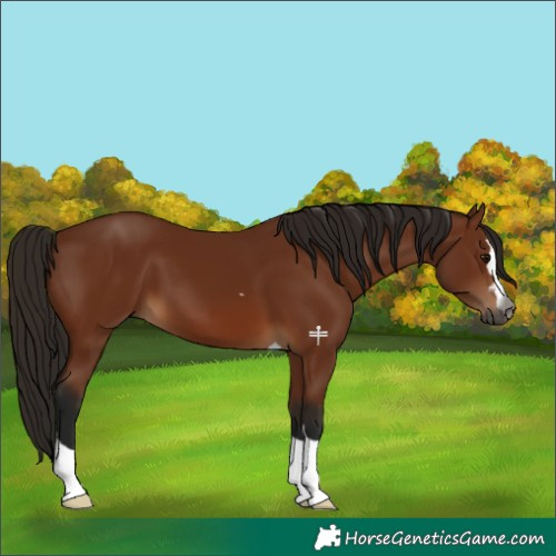 Horse Color:Gray Bay 