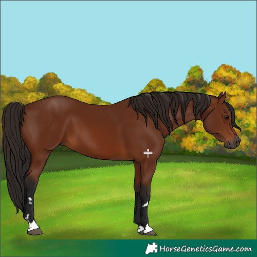 Horse Color:Gray Bay 