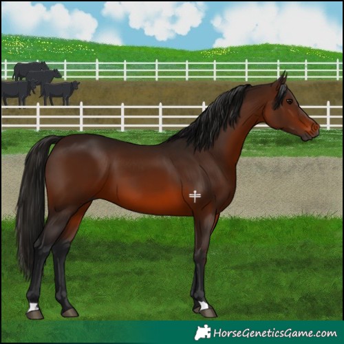 Horse Color:Gray Bay 