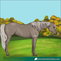 Horse Color:Silver Grullo 