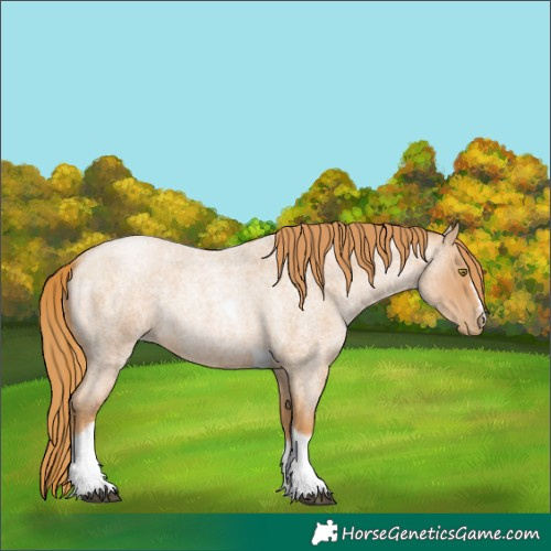 Horse Color:Red Roan Pearl Tobiano Frame