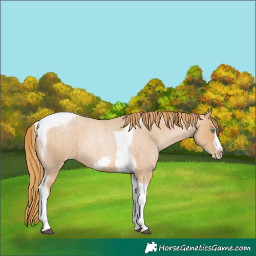 Horse Color:Red Roan Pearl Tobiano Frame 