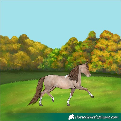Horse Color:Liver Red Roan Pearl Tobiano 