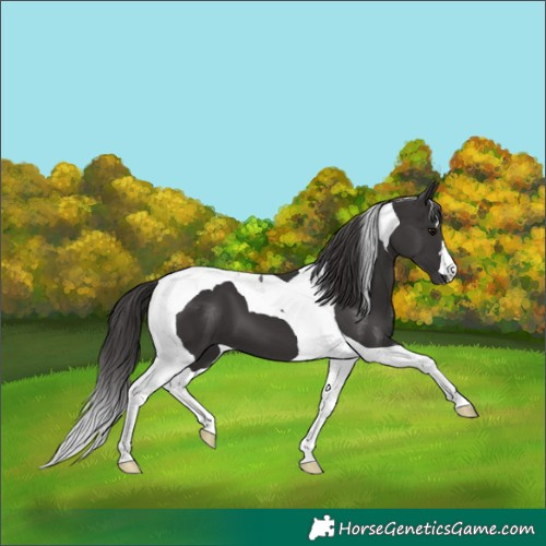Horse Color:Smoky Black Tobiano 