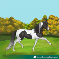 Horse Color:Smoky Black Tobiano