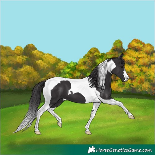 Horse Color:Smoky Black Tobiano 