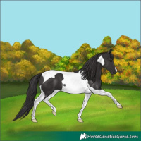 Horse Color:Smoky Black Tobiano 