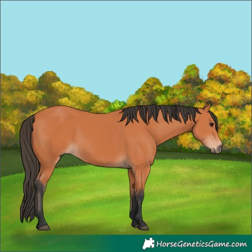 Horse Color:Bay 