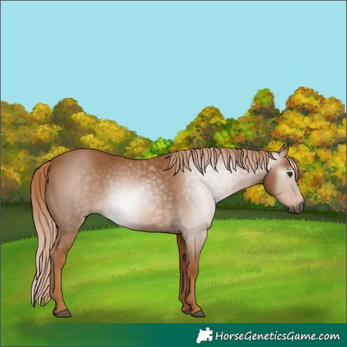 Horse Color:Gray Chestnut 