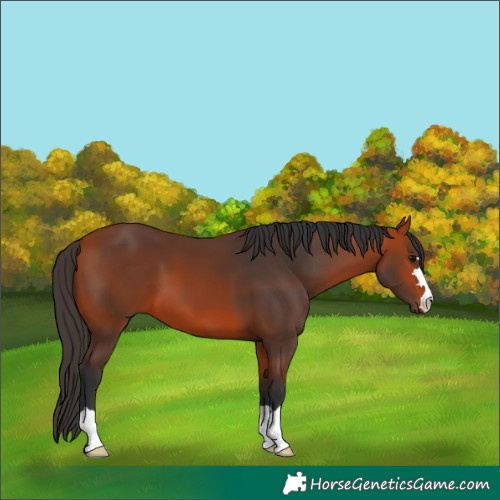 Horse Color:Bay 