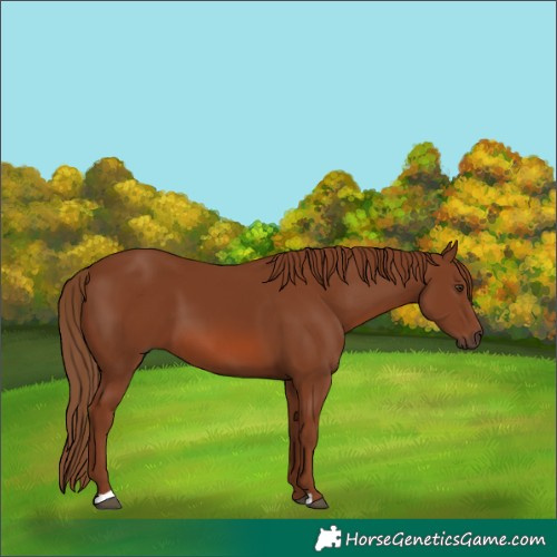Horse Color:Chestnut 
