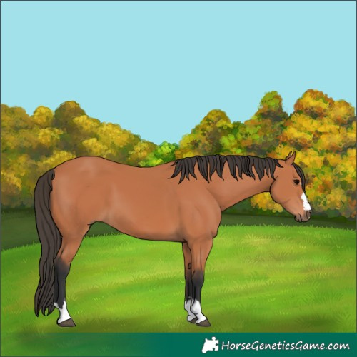 Horse Color:Bay 