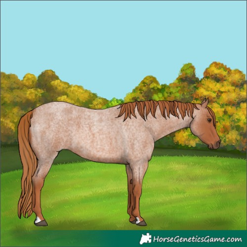 Horse Color:Red Roan 