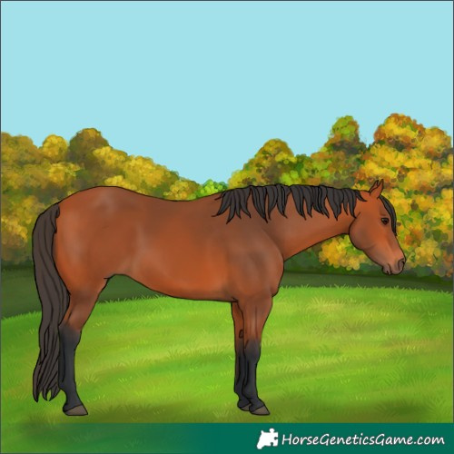 Horse Color:Bay 