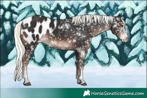 Horse Color:White Spotted Liver Chestnut Mushroom Appaloosa 