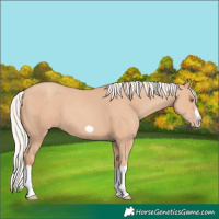 Horse Color:Silver Classic Champagne Splash Frame 