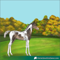 Horse Color:Silver Smoky Black Tobiano