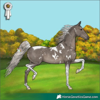 Horse Color:White Spotted Silver Black Tobiano 