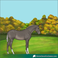 Horse Color:Silver Black 