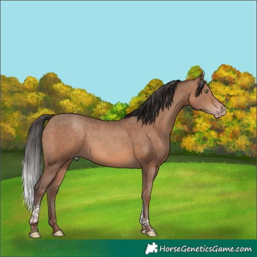 Horse Color:Sable Champagne Tobiano