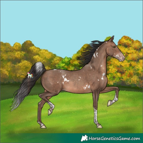 Horse Color:White Spotted Sable Champagne Tobiano Rabicano 