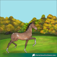 Horse Color:White Spotted Sable Champagne Tobiano Rabicano 