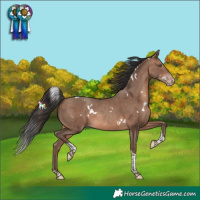 Horse Color:White Spotted Sable Champagne Tobiano Rabicano 