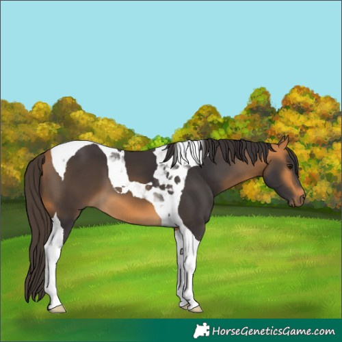 Horse Color:Buckskin Tobiano 