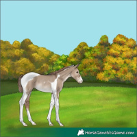 Horse Color:Liver Red Dun Tobiano Rabicano 