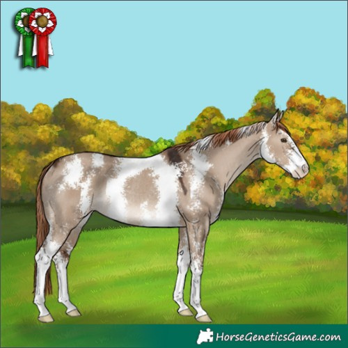 Horse Color:Liver Red Dun Sabino Rabicano 
