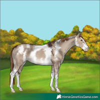 Horse Color:Liver Red Dun Sabino Rabicano